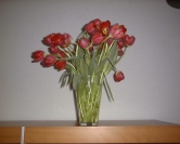 tm-tulips.jpg (8005 bytes)